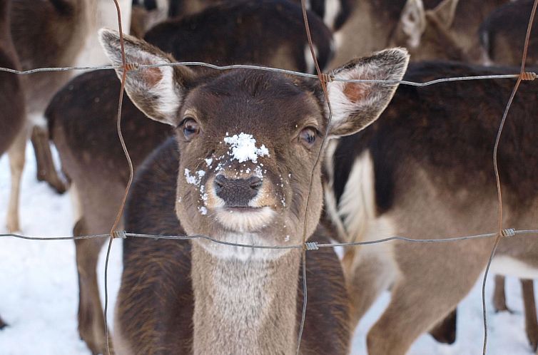 Appartement Fewo Hoppenhof 1