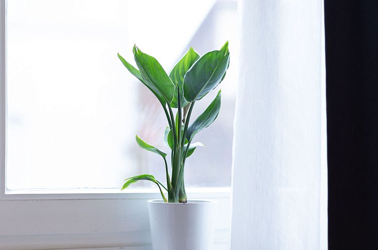 Appartement Apartment 54