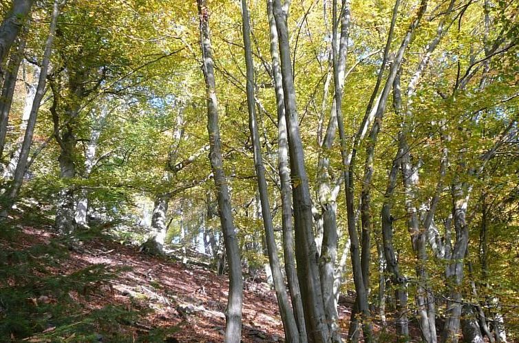 Appartement Großzügige Fewo im Künstlerhaus