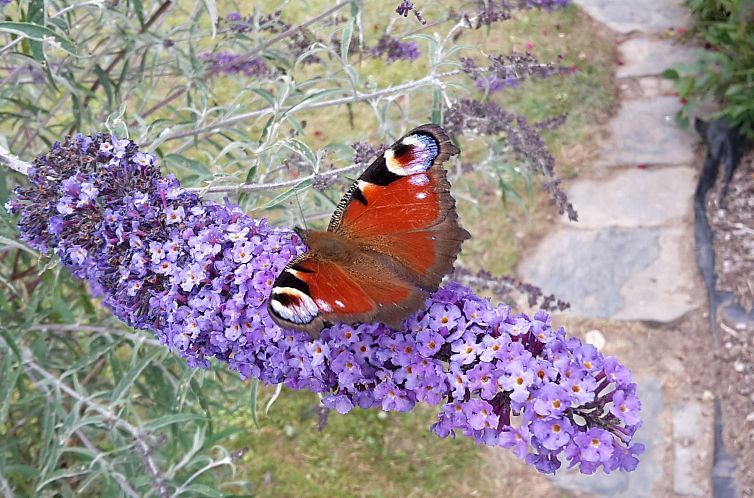 Vakantiehuis Amselnest