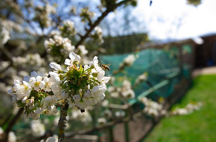 Appartement Fewo Dirks 2
