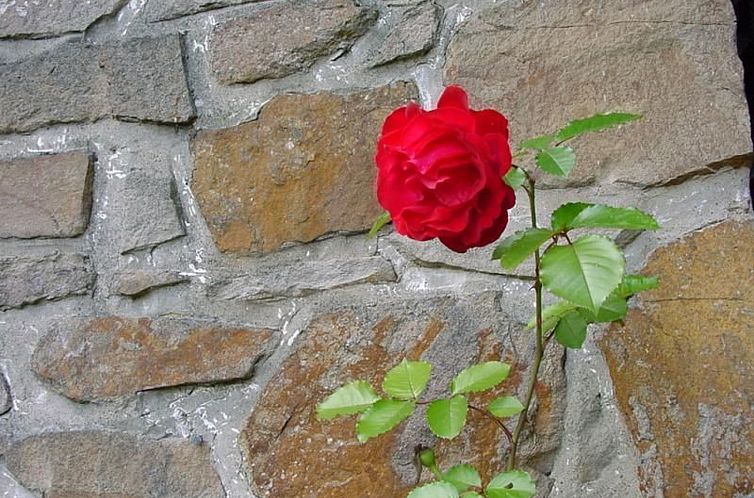 Vakantiehuis Ederseeblick in Bringhausen am Edersee