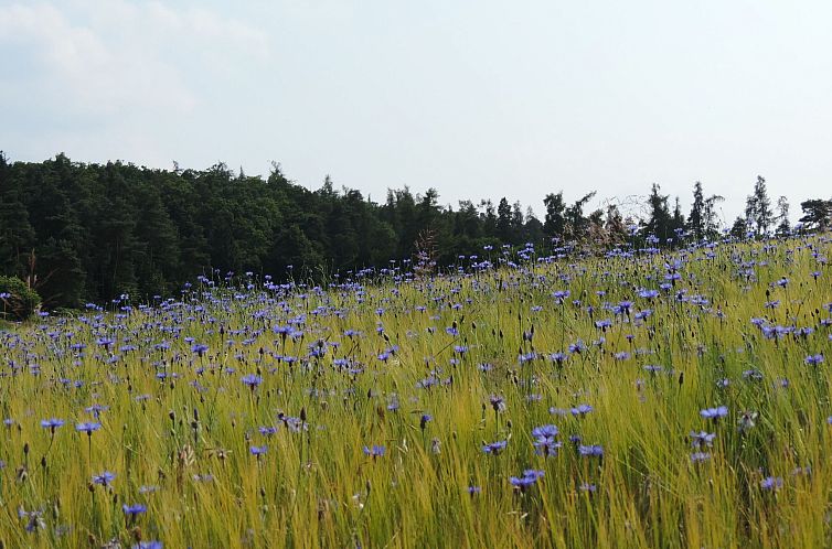 Vakantiehuis Ederseeblick in Bringhausen am Edersee