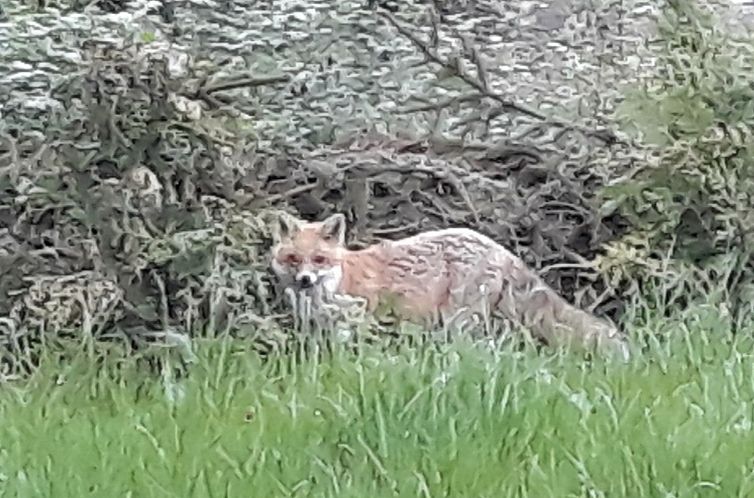 Vakantiehuis mit Terrasse und Grill