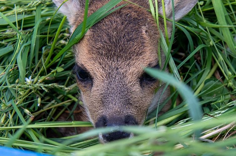 Vakantiehuisje in Reichelsheim
