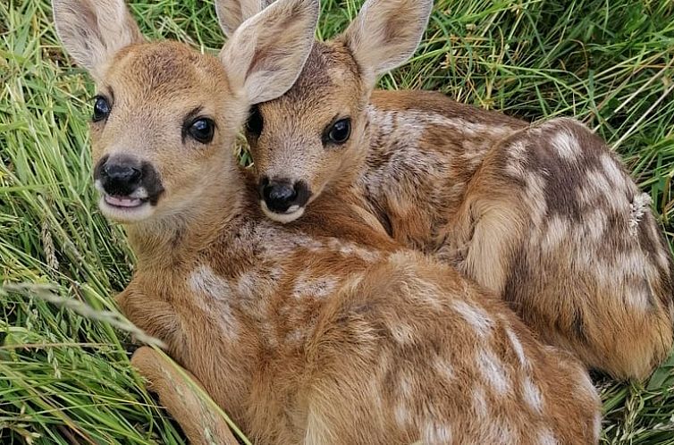 Vakantiehuisje in Reichelsheim