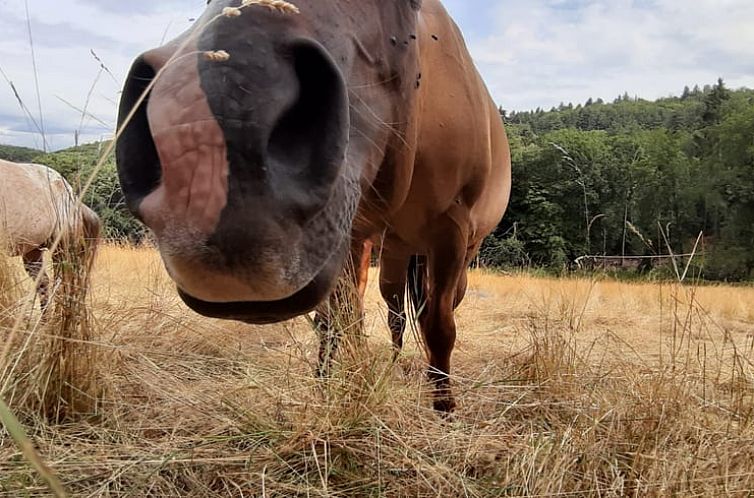 Vakantiehuisje in Reichelsheim