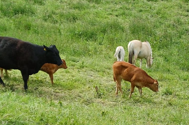 Vakantiehuisje in Reichelsheim