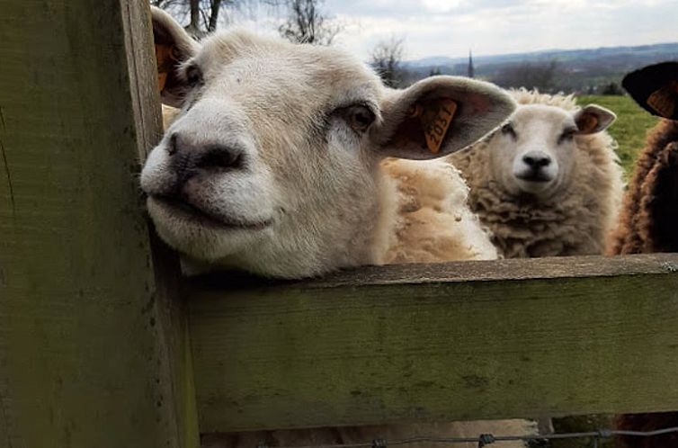 Vakantiehuisje in Ronse