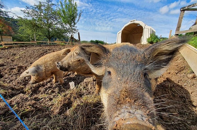 Vakantiehuis in Bad Neuenahr-Ahrweiler, Lohrsdorf