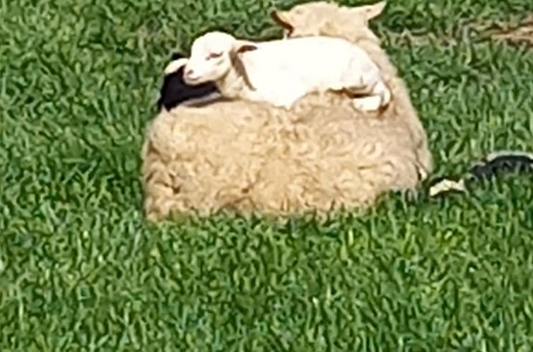 Vakantiehuisje in Neukirchen Vluyn