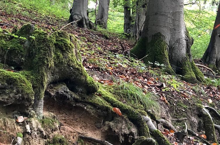 Vakantiehuis in Dalhausen