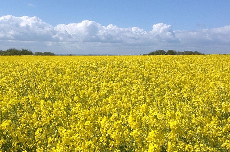 Vakantiehuis Träumen unter Reet