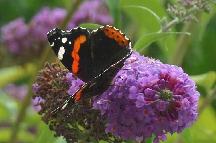 Vakantiehuis Schwalbennest