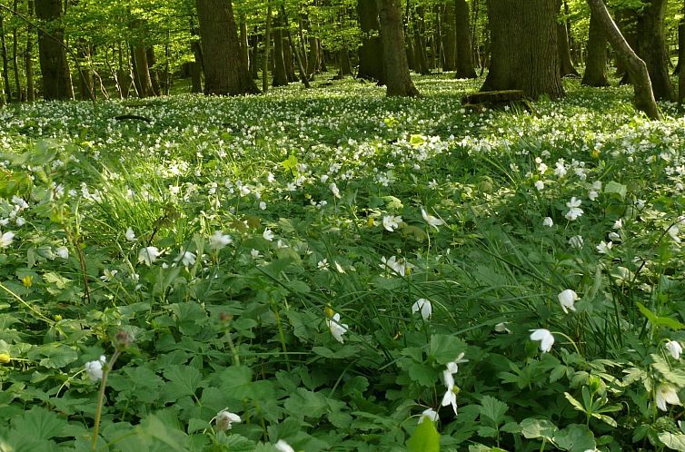 Vakantiehuis Anemone