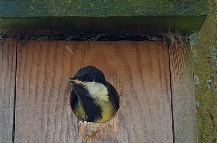 Vakantiehuis in Formerum Terschelling