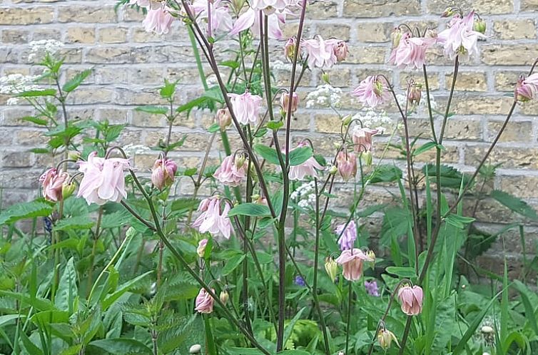 Vakantiehuis in Formerum Terschelling