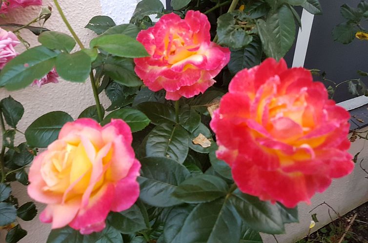 Appartement Portals Vells