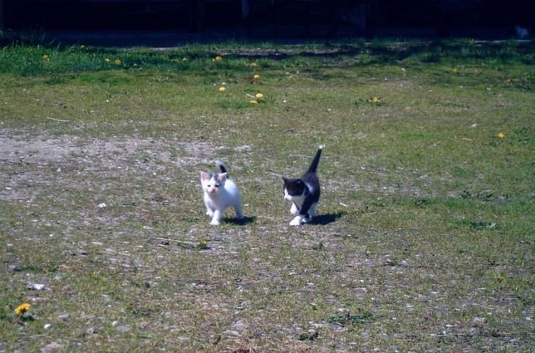 Vakantiehuis mit Meerblick - direkt an der Ostsee