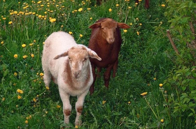 Vakantiehuis mit Meerblick - direkt an der Ostsee