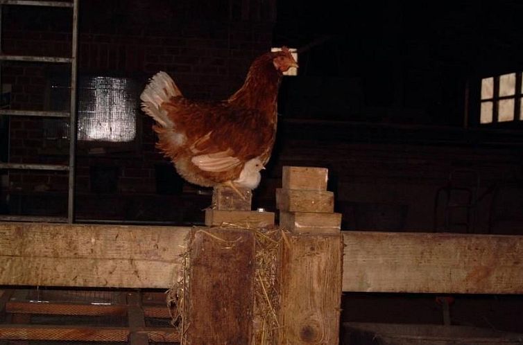 Vakantiehuis mit Meerblick - direkt an der Ostsee