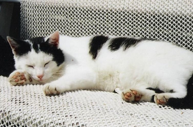 Appartement Fewo "Bootsscheune"