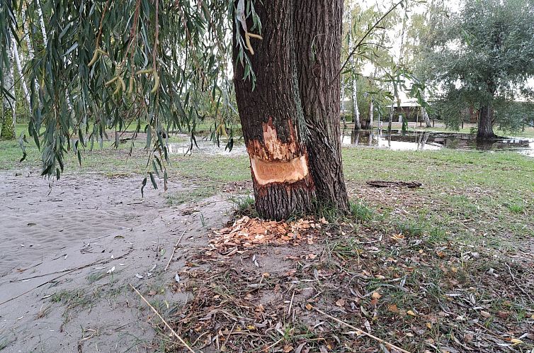 Vakantiehuis mit Terrasse mitten im Grünen