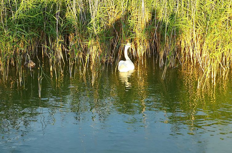 Vakantiehuis Strandhaus LEE Sauna Kamin Wlan