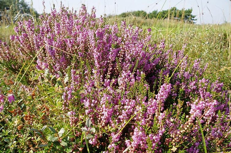 Vakantiehuisje in Oosterend Terschelling