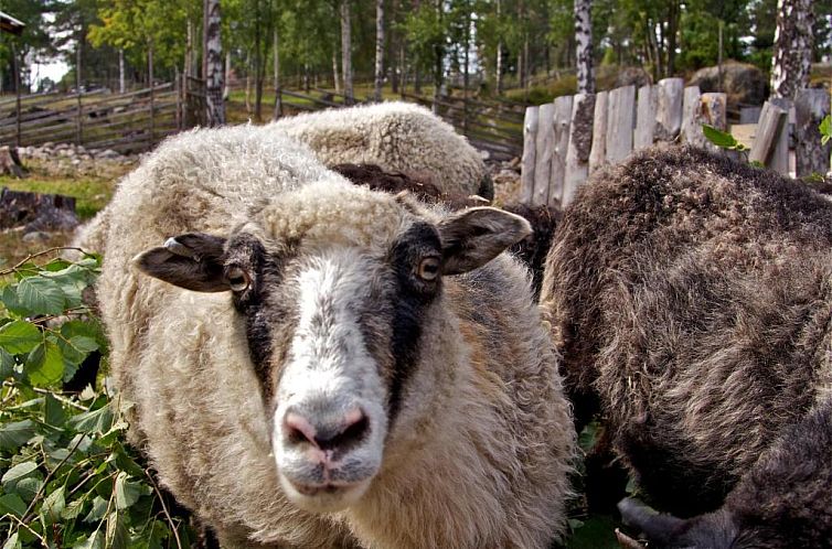 Gaffelbyn - Sundsvalls Vandrarhem