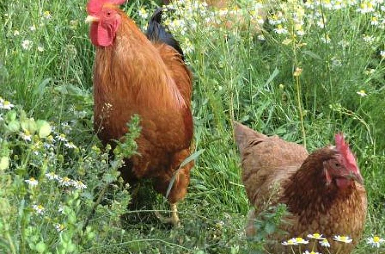 Ferienhof am Biberbach (max 3 pers)