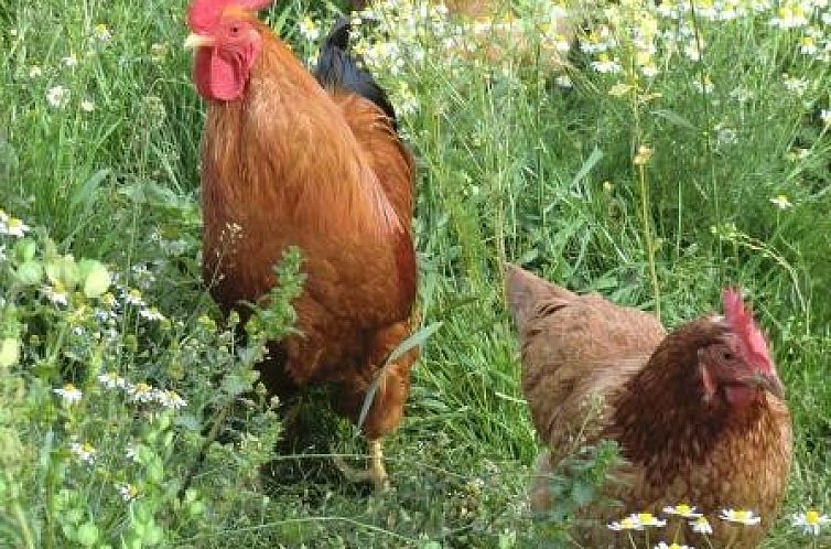 Ferienhof am Biberbach (max 6 pers)