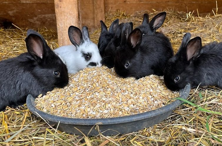 Huisje in Rudolstadt