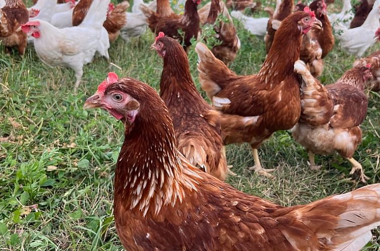 Huisje in Rudolstadt