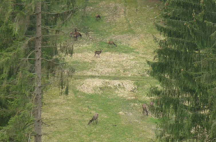 Vakantiehuis für 9 Personen im Thüringer Wald