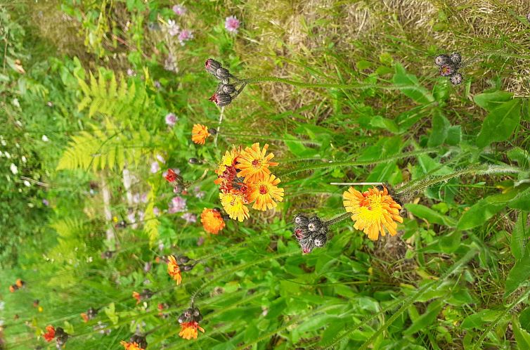 Vakantiehuis Feriendorf Bad Hundertpfund