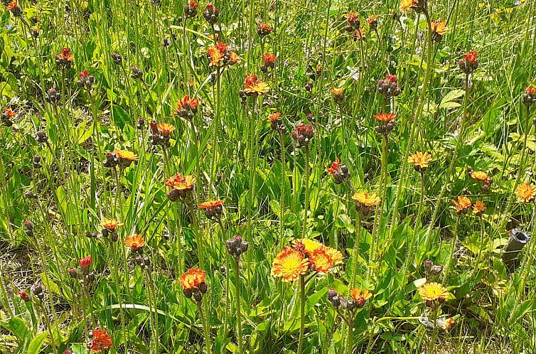 Vakantiehuis Feriendorf Bad Hundertpfund