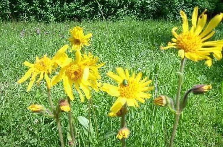 Vakantiehuis Fam. Sauer