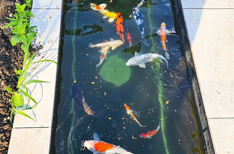 Appartement Luxurious large Home, Pool , Garden , Koi Pond