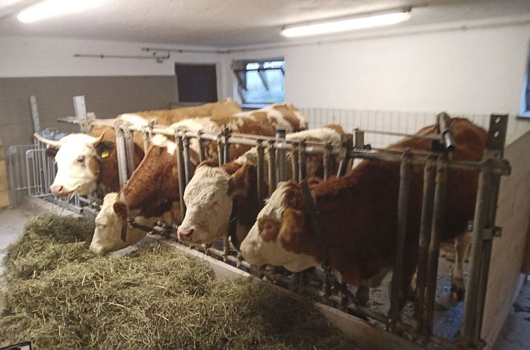 Appartement Wohnung in Unterschönau mit Grill