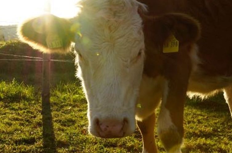 Vakantiehuisje in Drachselsried