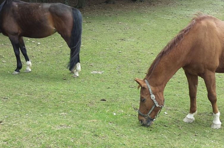 Appartement Bayernwald Idyll