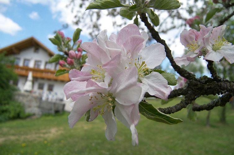Appartement Zwoa