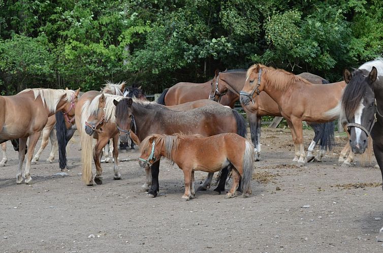 Appartement Großzügiges Ferienstudio für zwei Personen