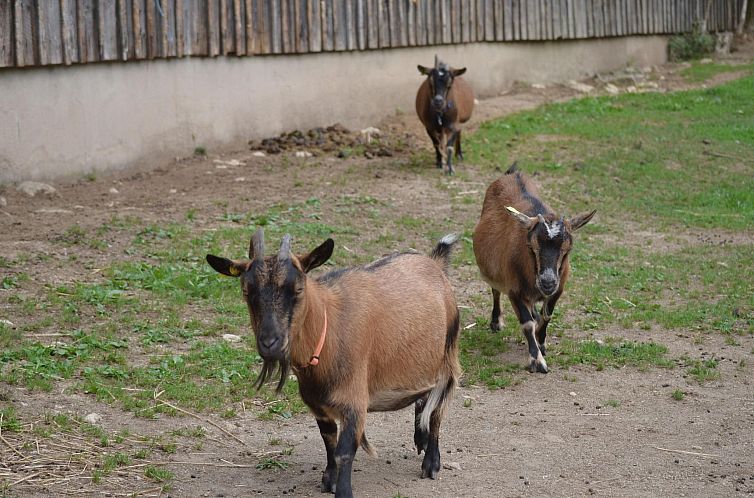 Appartement mit zwei Schlafzimmern und Balkon