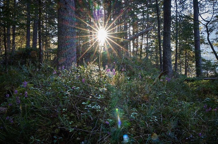 Appartement Gemütliche Wohnung in Garmisch-Partenkirchen