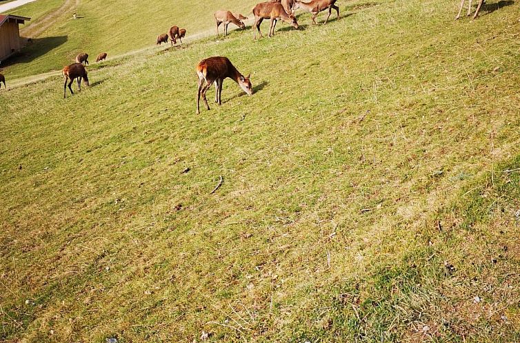 Appartement Fewo Rheinfeld