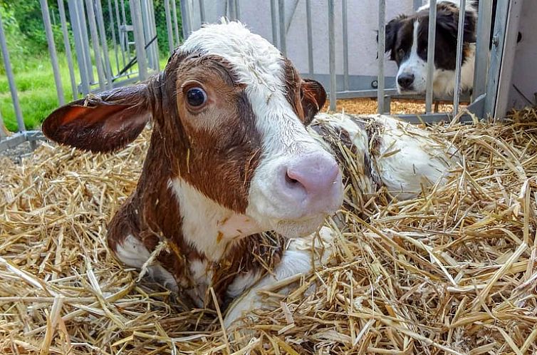 Huisje in Waldkirchen