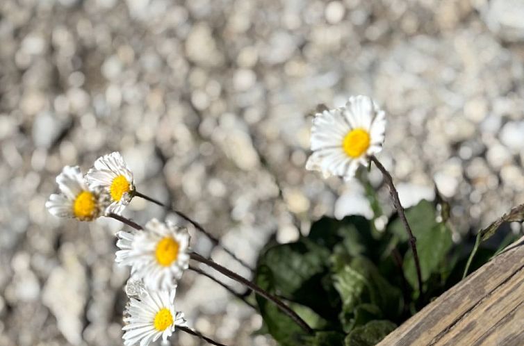 Appartement Haus Rosenwirth