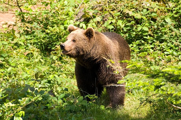 Vakantiehuis Hütte 19